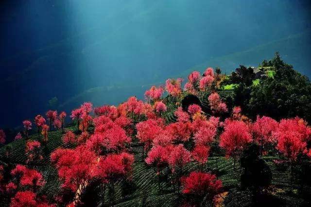 “开云电竞官网”海贼王933话汉化版最新 大蛇丸终于亮相索隆正式回归(图1) 开云电竞