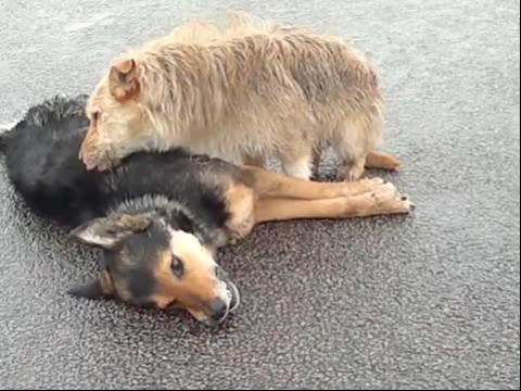 “开云电竞官方网站”《东京食尸鬼》真人电影新剧照公开 眼球大餐登场(图1) 开云电竞官网